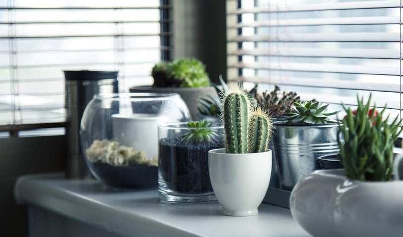 Home gardening projects